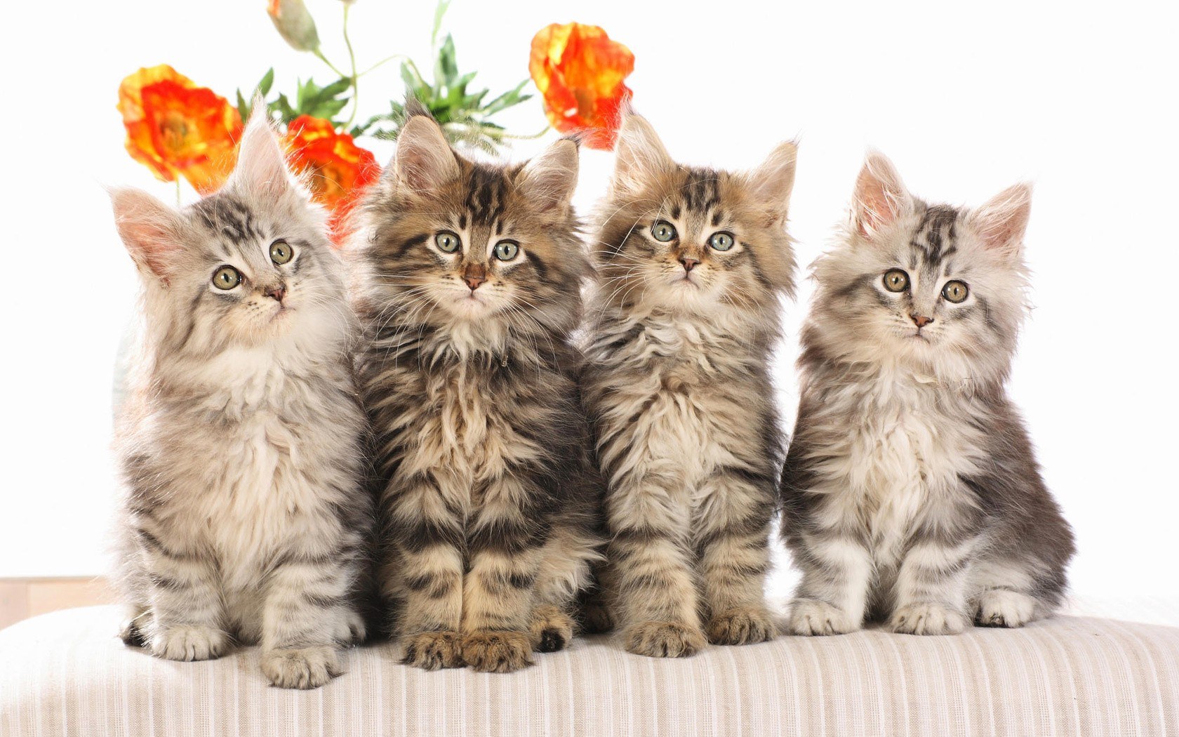 four fluffy kittens sitting