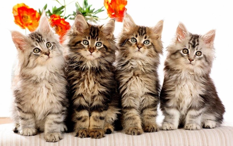 four fluffy kittens sitting