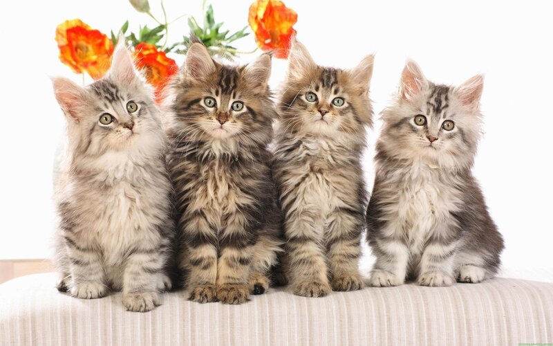four fluffy kittens sitting