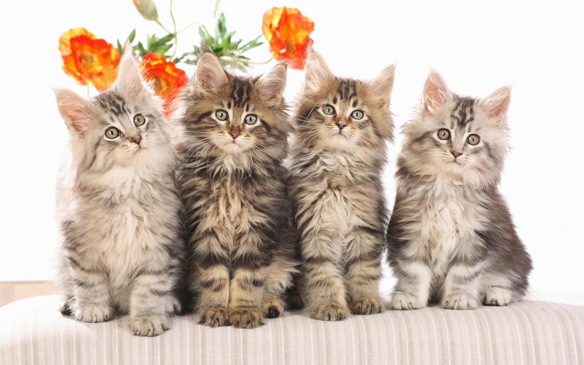 four fluffy kittens sitting together