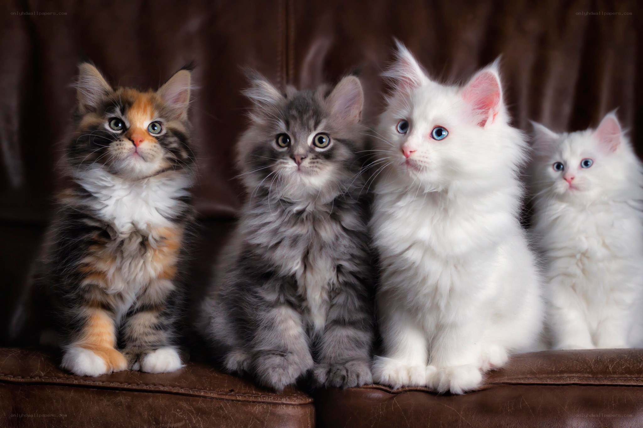 Four fluffy kittens sitting together