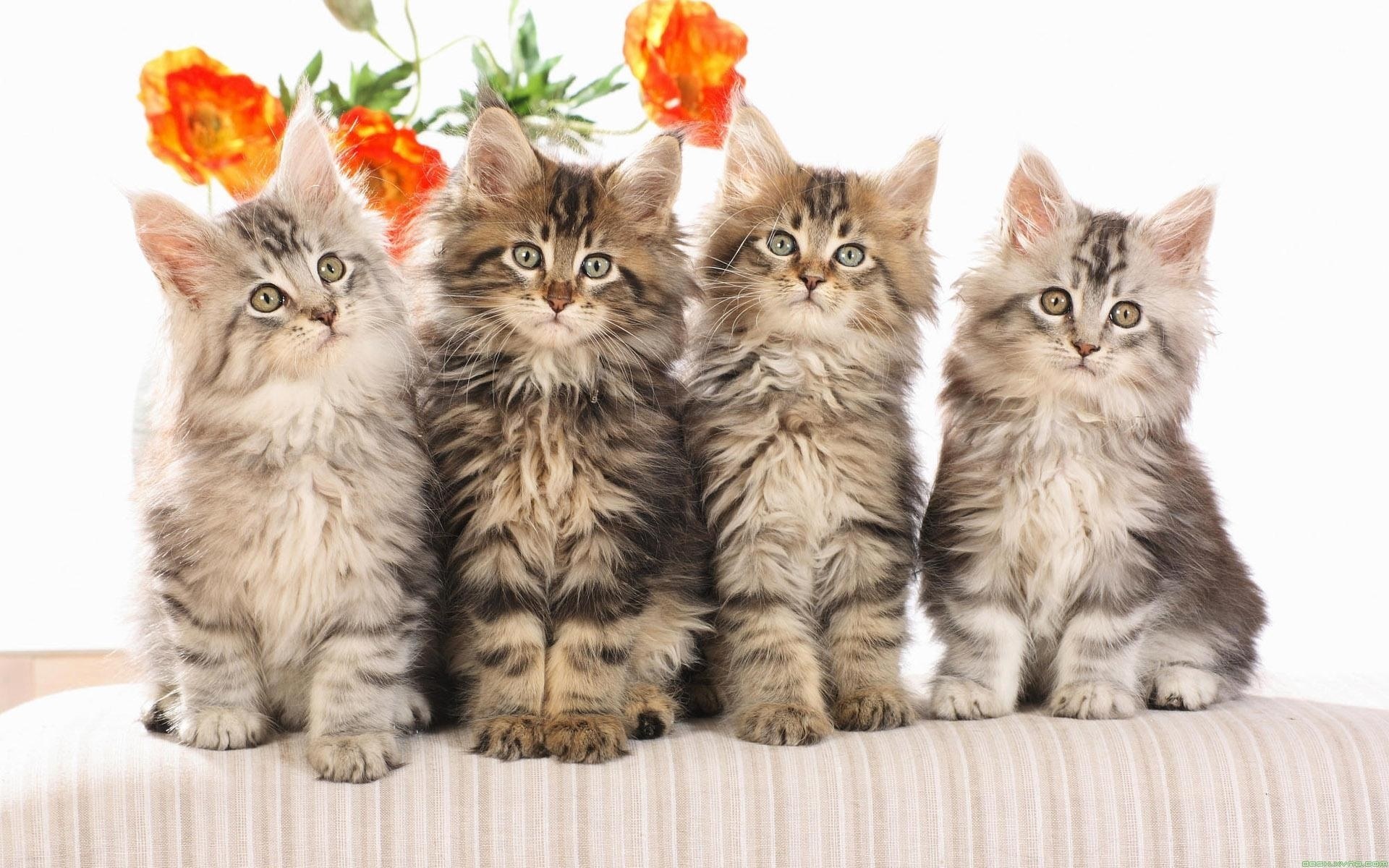 four fluffy kittens sitting
