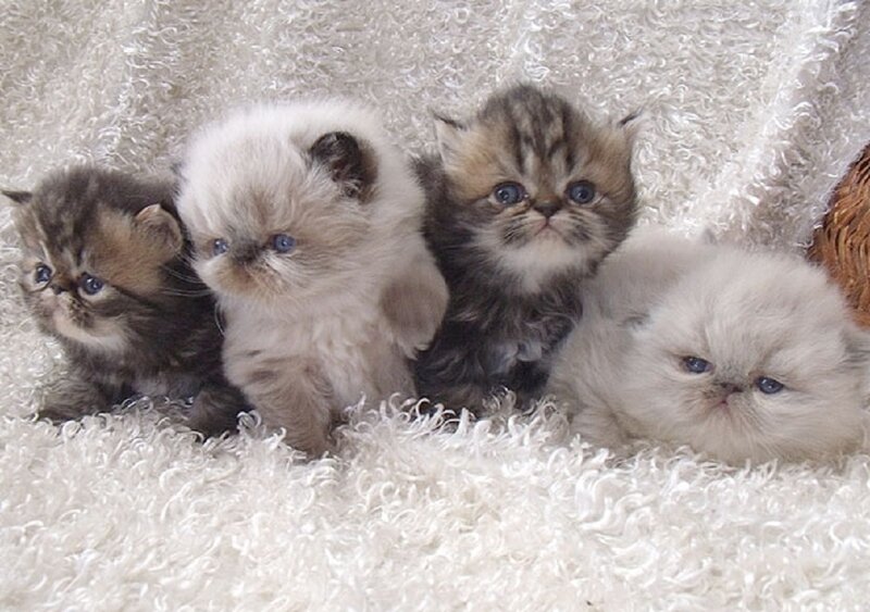 Four Fluffy Kittens — White, Calm, Photograph, Blanket