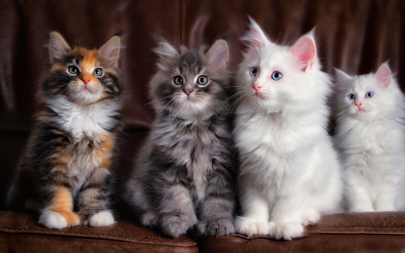 Four Fluffy Kittens — White, Calm, Photograph, Couch, Fur