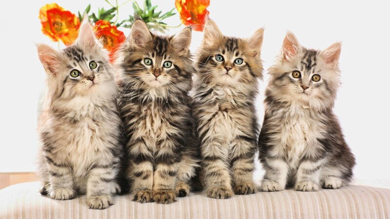Four Fluffy Kittens — White, Calm, Photograph, Flowers, Striped Fabric