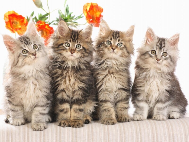 Four Fluffy Kittens — White, Calm, Photograph, Flowers, Striped Surface
