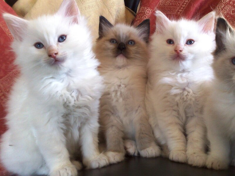 Four Fluffy Kittens — White, Calm, Photograph, Pillows