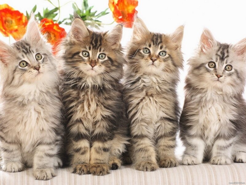Four Fluffy Kittens — White, Calm, Photograph