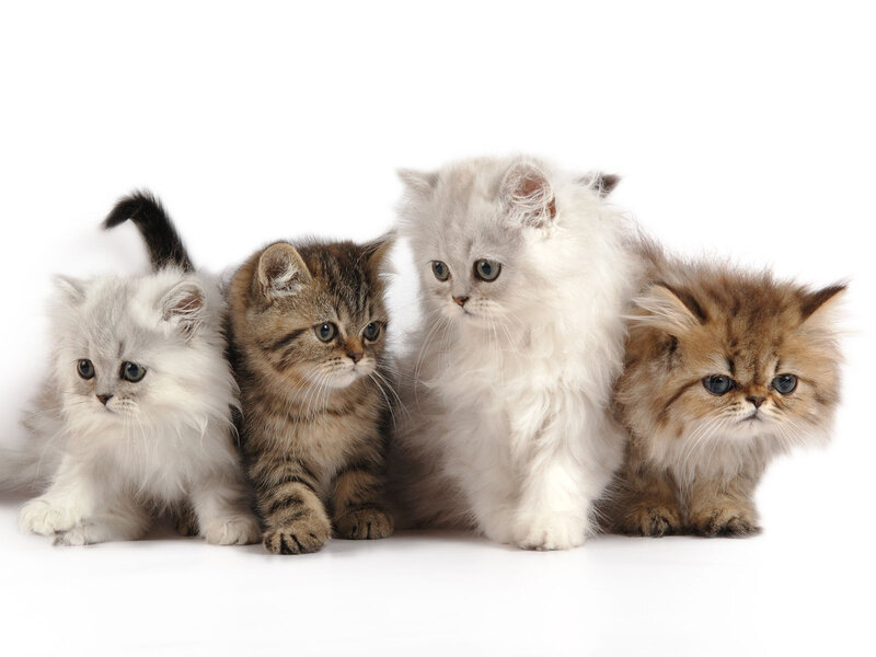 Four Fluffy Kittens — White, Calm, Photograph, White Background
