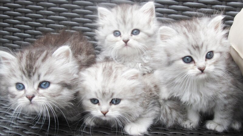 Four Fluffy Kittens — White, Calm, Photograph, Wicker Surface