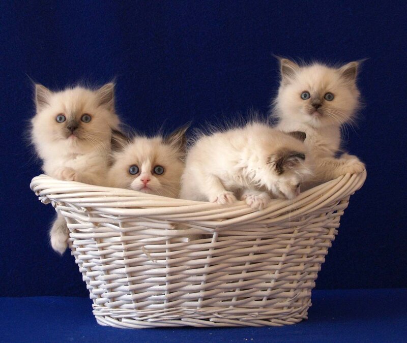 Four Fluffy Kittens — White, Calm