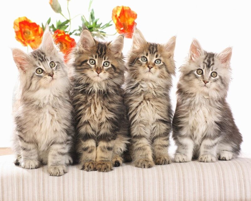 Four Fluffy Kittens — White