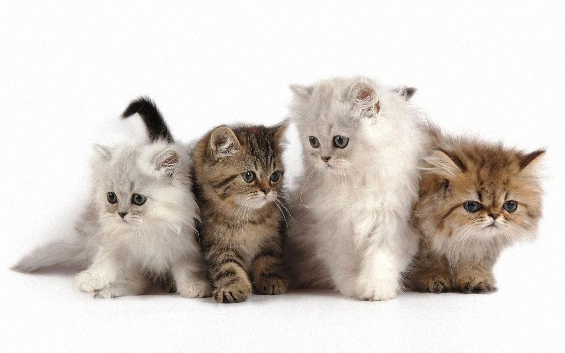 four fluffy kittens