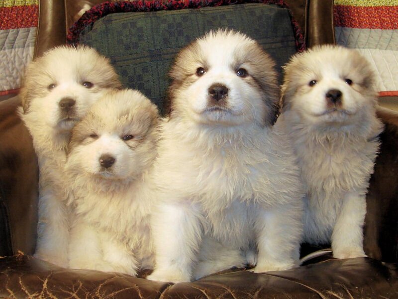 four fluffy puppies on a chair