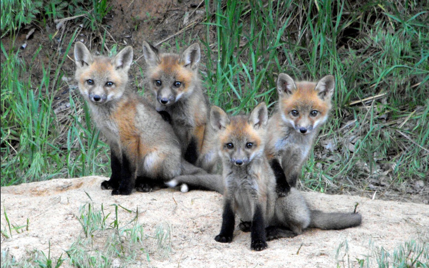 four fox kits in a den