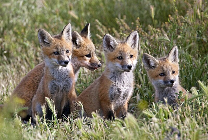 four fox kits in grass