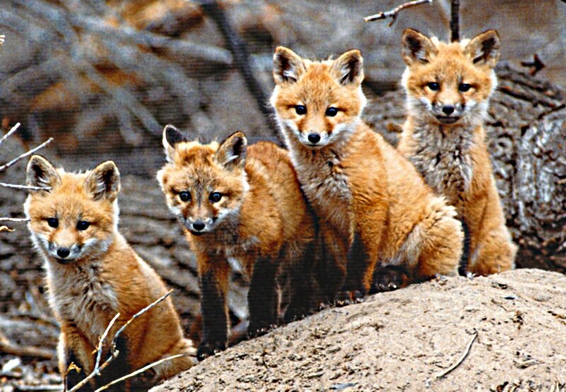 Four Fox Kits — Orange