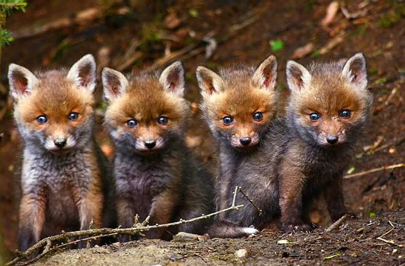 Four Fox Kits