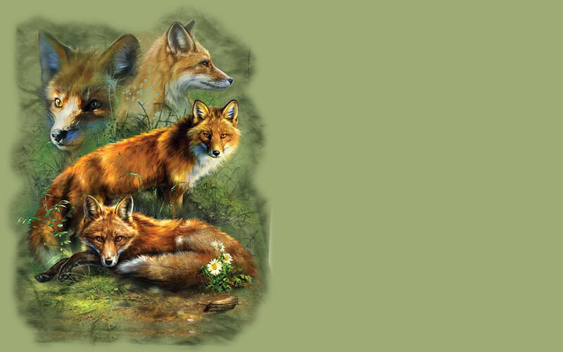 Four Foxes in Grass