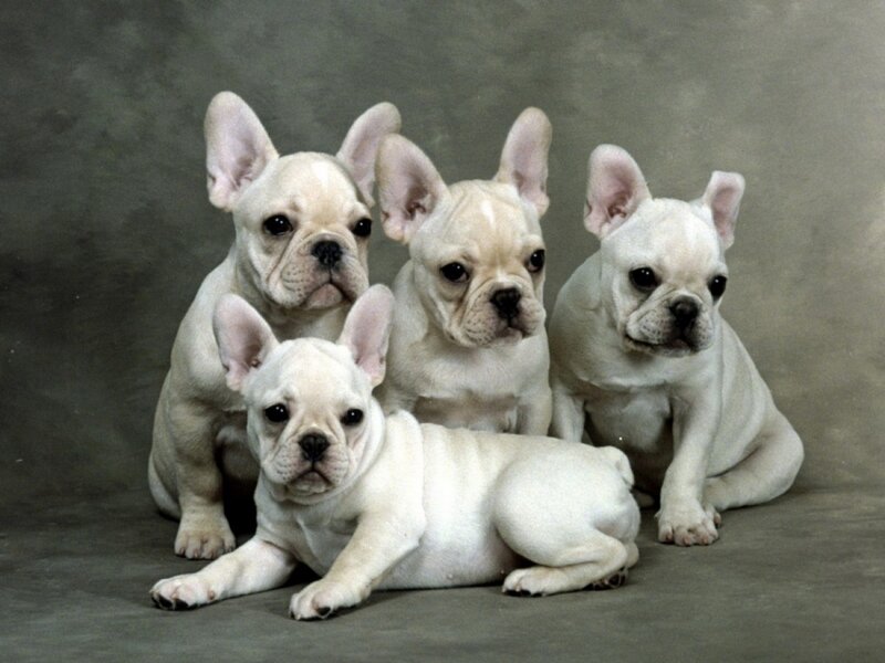 Four French Bulldog Puppies