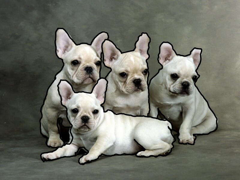 Four French Bulldog Puppies — White, Calm