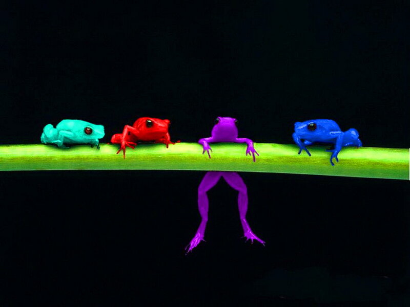 Four Frogs on a Branch