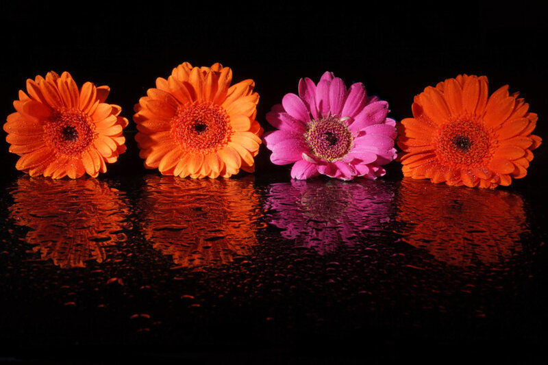 Four Gerbera Daisies — Orange