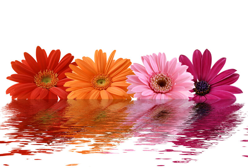 Four Gerbera Daisies