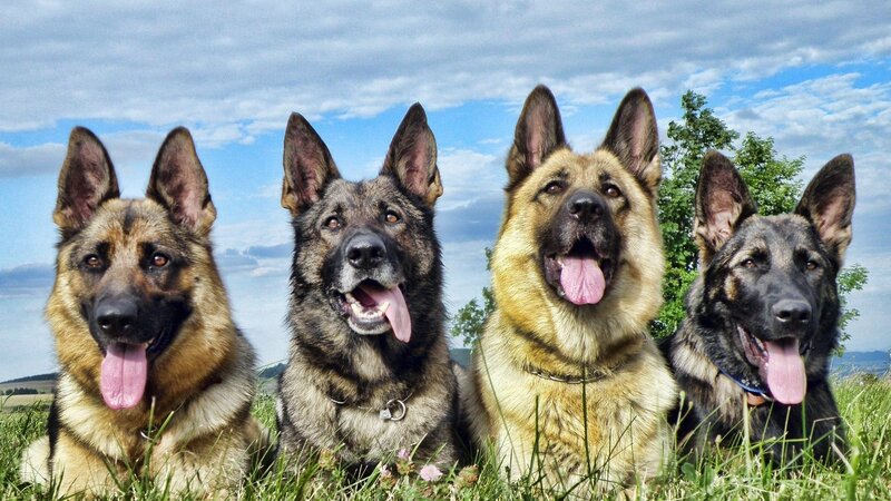 Four German Shepherds — Blue