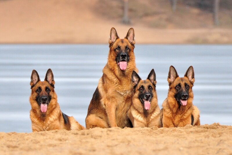 Four German Shepherds — Brown