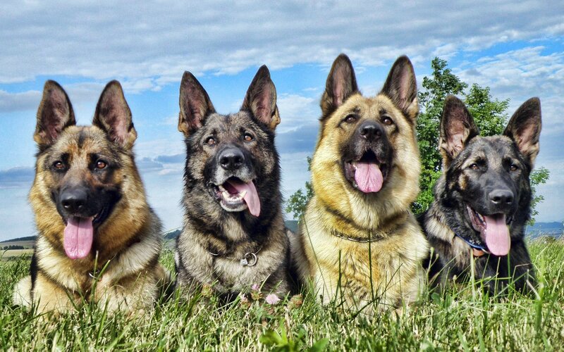 Four German Shepherds — Green, Calm, Afternoon, Photograph, Grass