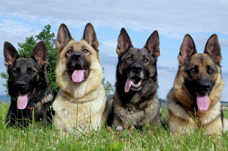 Four German Shepherds — Green, Calm, Afternoon