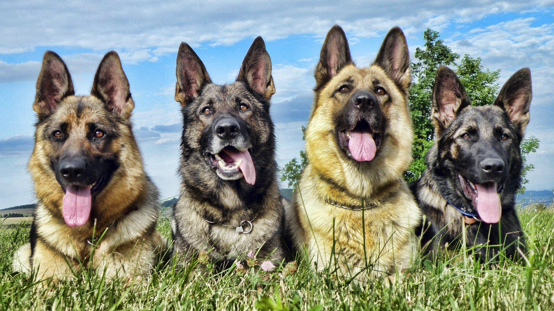 four german shepherds in a field
