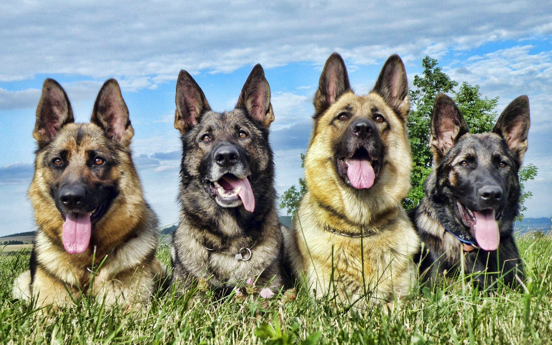 four german shepherds in a field