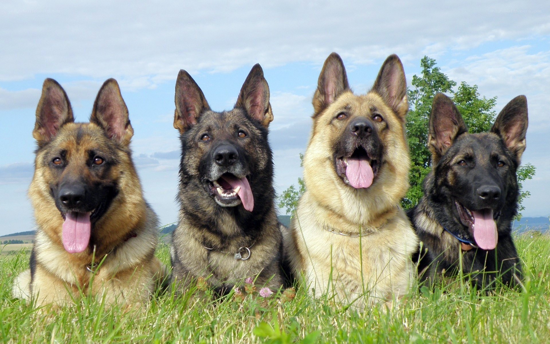 four german shepherds in a field