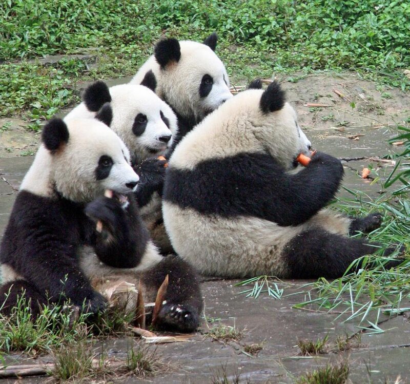 Four Giant Pandas Eating