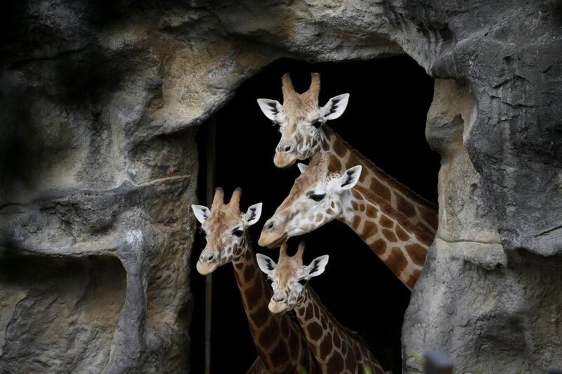 Four Giraffes in Enclosure