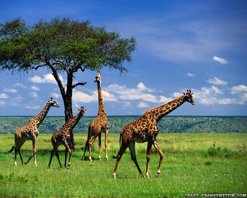 Four Giraffes in Savanna