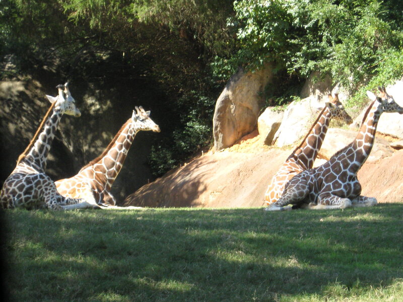 Four Giraffes Resting