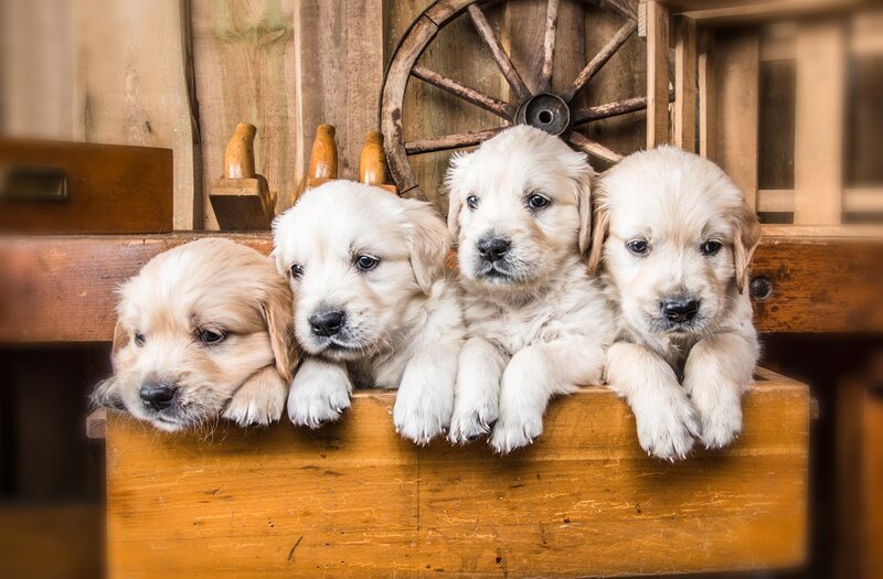Four Golden Retriever Puppies — Brown