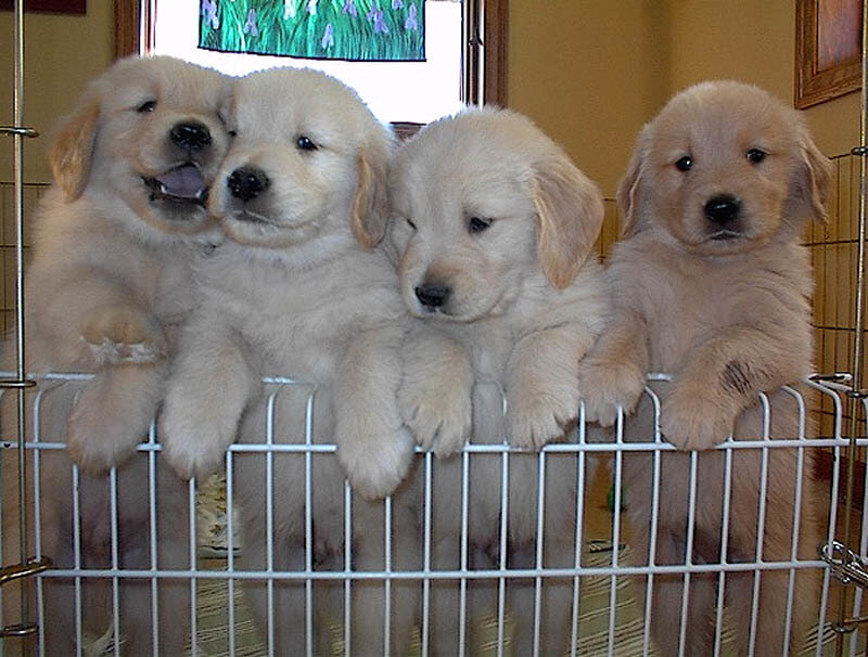 Four Golden Retriever Puppies