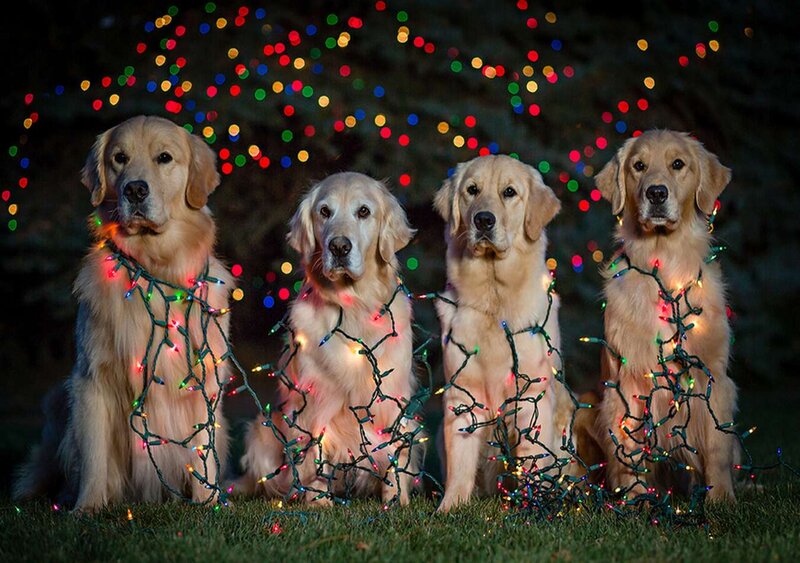 Four Golden Retrievers