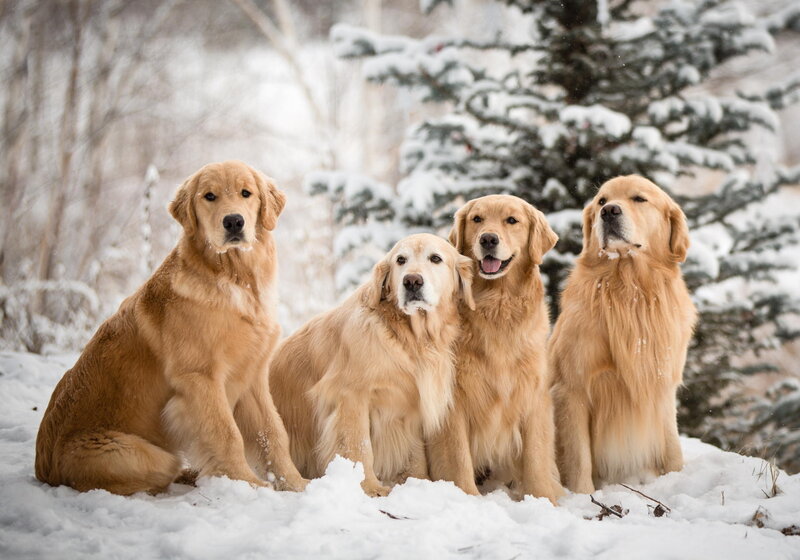 Four Golden Retrievers — White