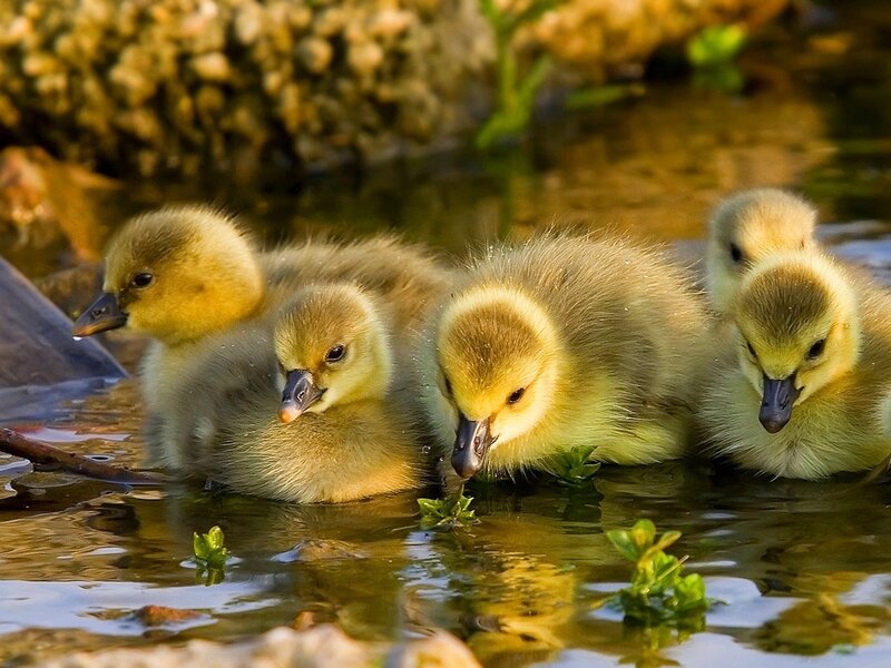 Four Goslings in Water
