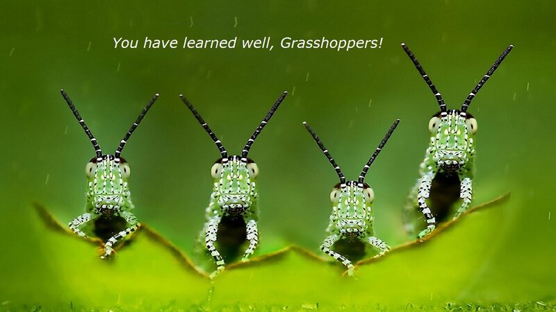 Four Grasshoppers on Leaf