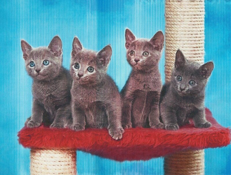 Four Gray Kittens — Calm, Photograph, Cat Tree