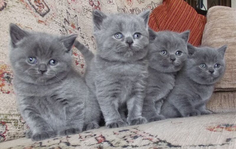 Four Gray Kittens — Calm, Photograph, Couch
