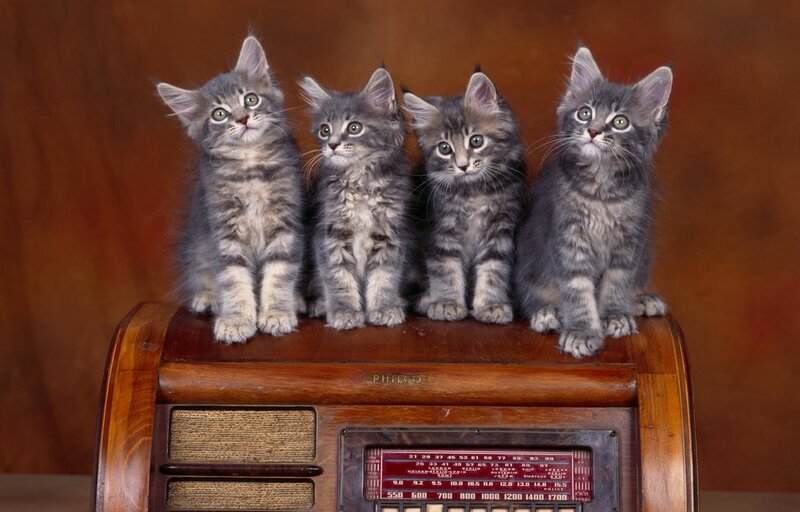 Four Gray Kittens — Calm, Photograph, Radio