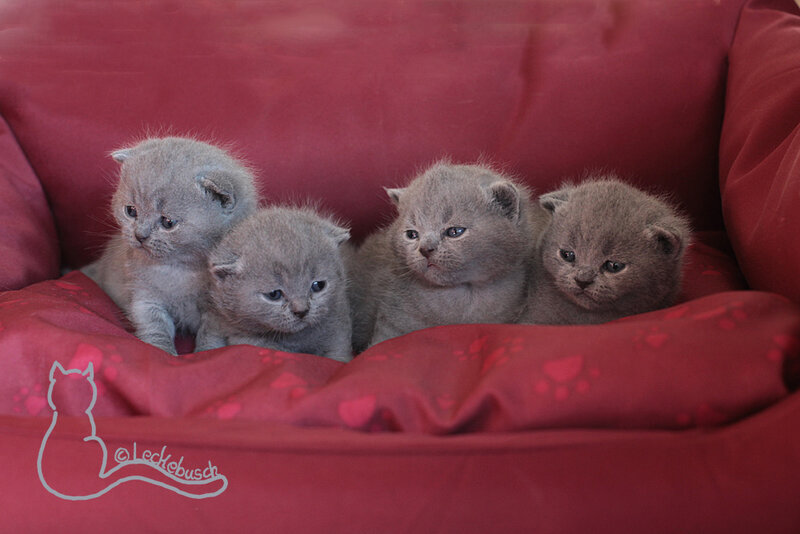 Four Gray Kittens — Calm