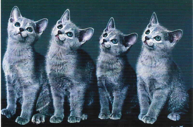 Four Gray Kittens — Curious, Photograph